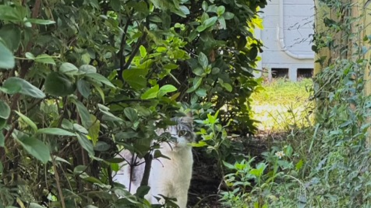 Illustration : "Une bienfaitrice gagne progressivement la confiance d’un chat errant qui l’observait depuis longtemps derrière les buissons"