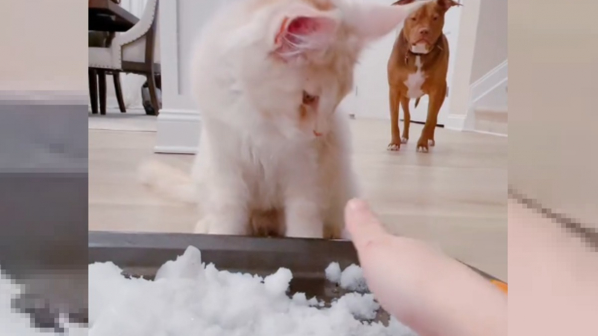 Illustration : "La famille d'un chat lui faisant découvrir la neige s'attendait à une tout autre réaction de sa part (vidéo)"