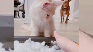 Illustration : La famille d'un chat lui faisant découvrir la neige s'attendait à une tout autre réaction de sa part (vidéo)