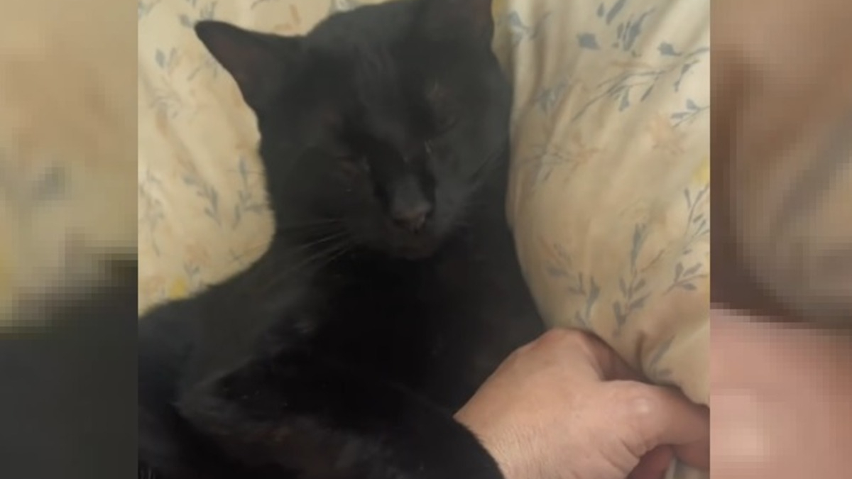 Illustration : "Un chat entre chez des inconnus et s'endort sur leur canapé comme s'il faisait partie de la famille (vidéo)"