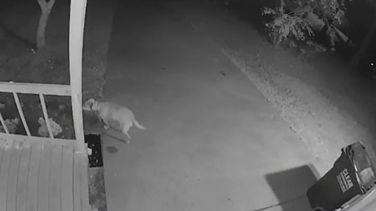 Illustration : "Une chienne repérée sur une caméra de vidéosurveillance enterre un trésor très singulier dans le jardin de ses voisins"