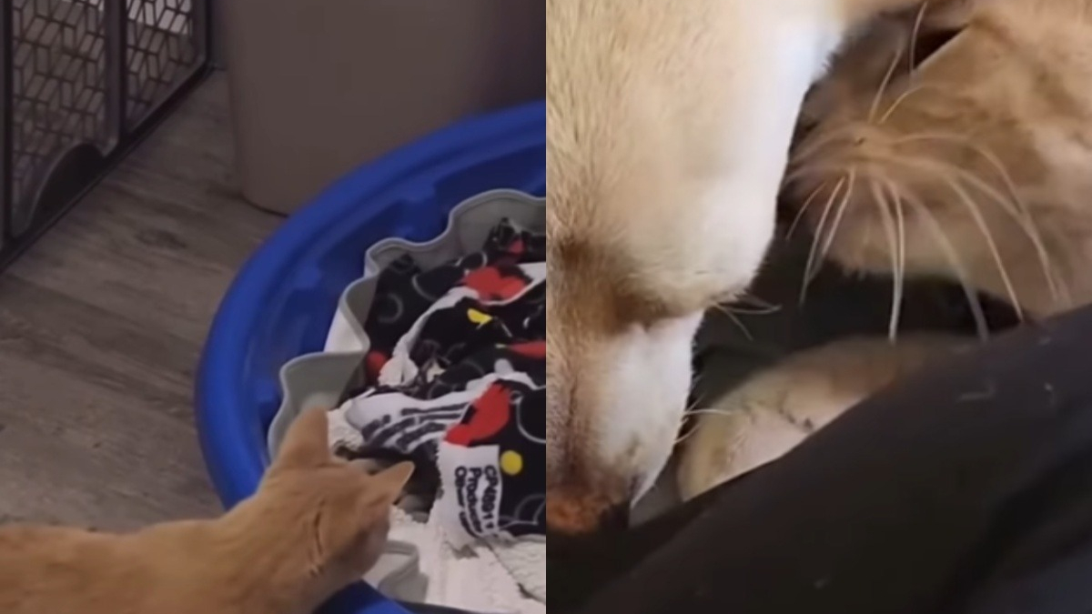 Illustration : "Un chat handicapé veille sur son amie Chihuahua prête à donner naissance à ses petits (vidéo)"