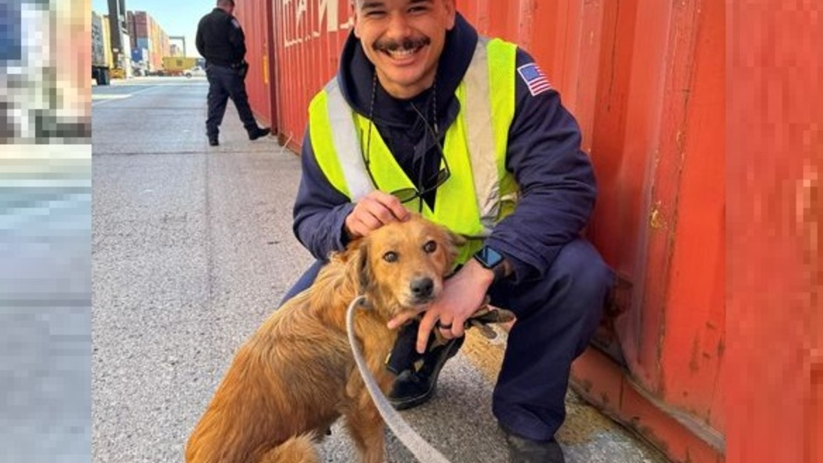 Illustration : "La chienne découverte enfermée dans un conteneur réservait une autre surprise à ses sauveurs"