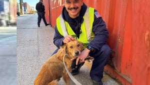 Illustration : La chienne découverte enfermée dans un conteneur réservait une autre surprise à ses sauveurs
