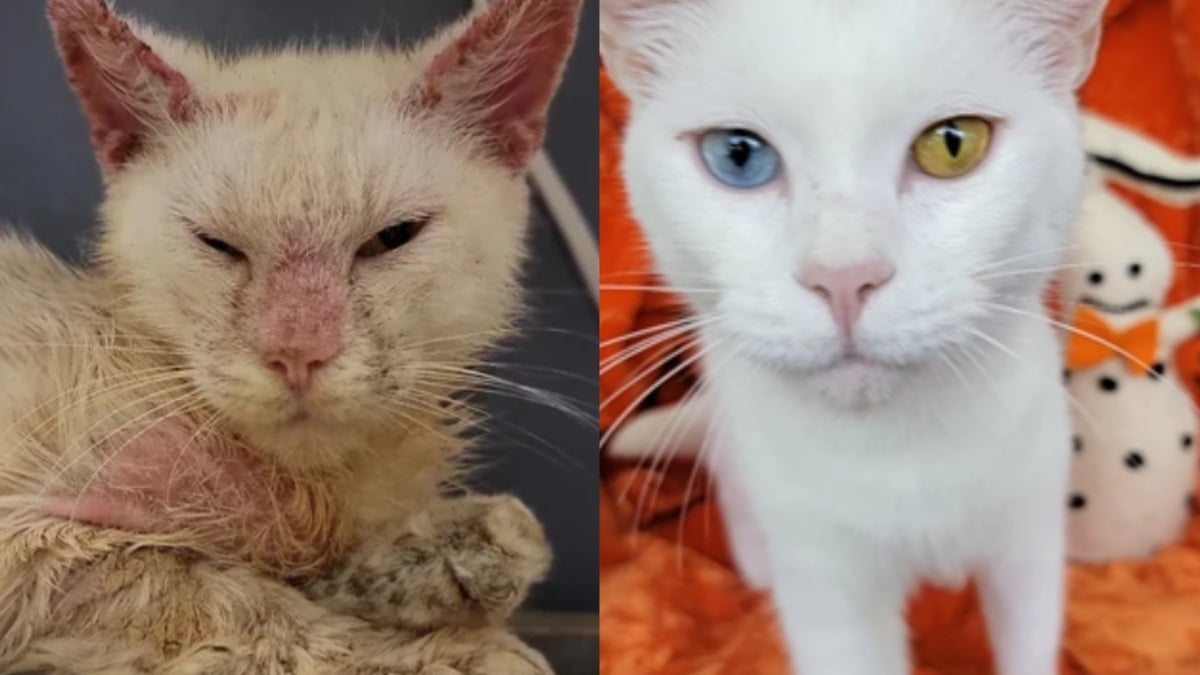 Illustration : "Le chat Mystic, retrouvé couvert de gale, dévoile son magnifique visage après être passé entre les mains de sa sauveteuse"