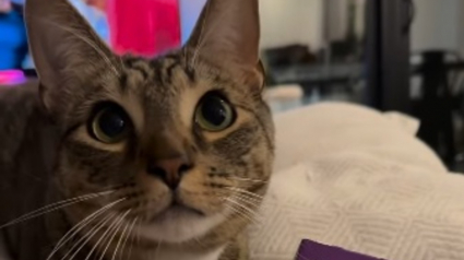 Illustration : Ce chat maîtrise à la perfection l'art de faire les yeux doux à ses humains pour satisfaire sa gourmandise (vidéo)