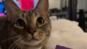 Illustration : Ce chat maîtrise à la perfection l'art de faire les yeux doux à ses humains pour satisfaire sa gourmandise (vidéo)