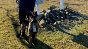 Illustration : Un chien policier revient en héros après avoir perdu 40% de son sang lors de l'arrestation un individu dangereux