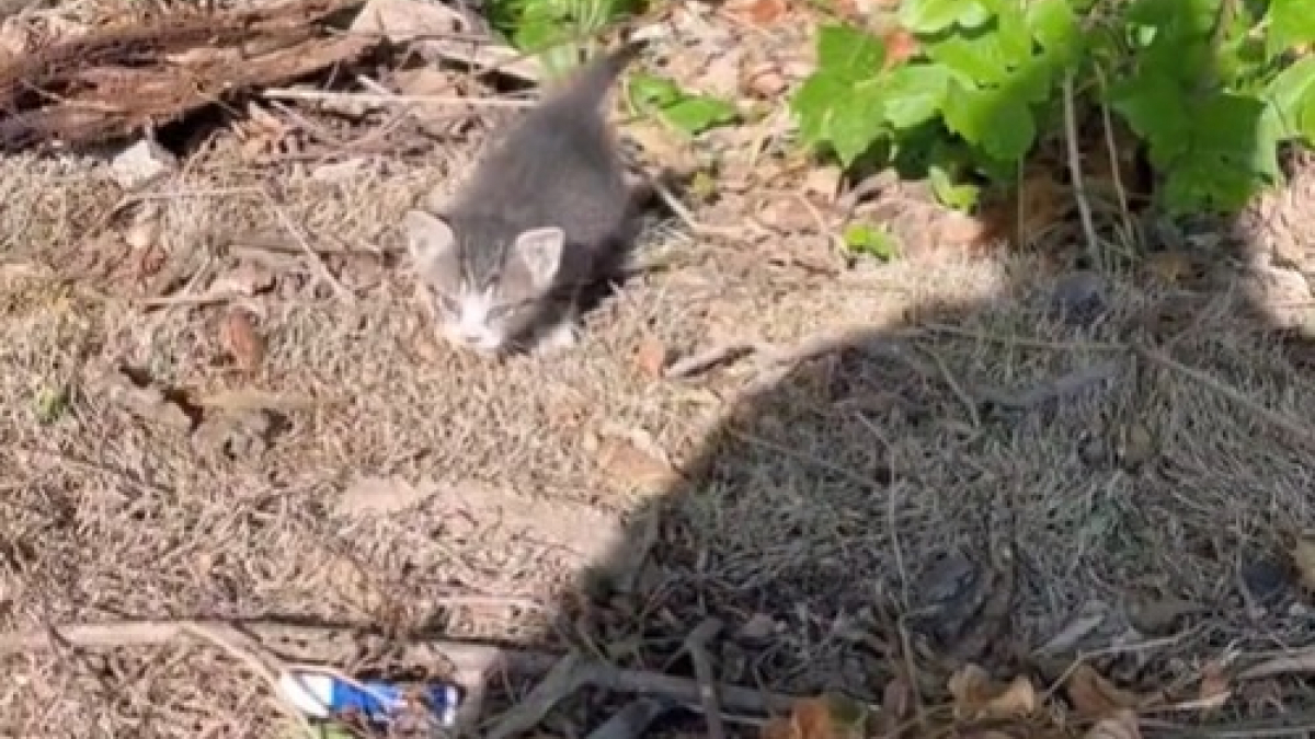 Illustration : "Une bienfaitrice contrainte de se séparer d’un chaton malade comprend qu’il a été victime d’une erreur de diagnostic qui pourrait changer leur destin"