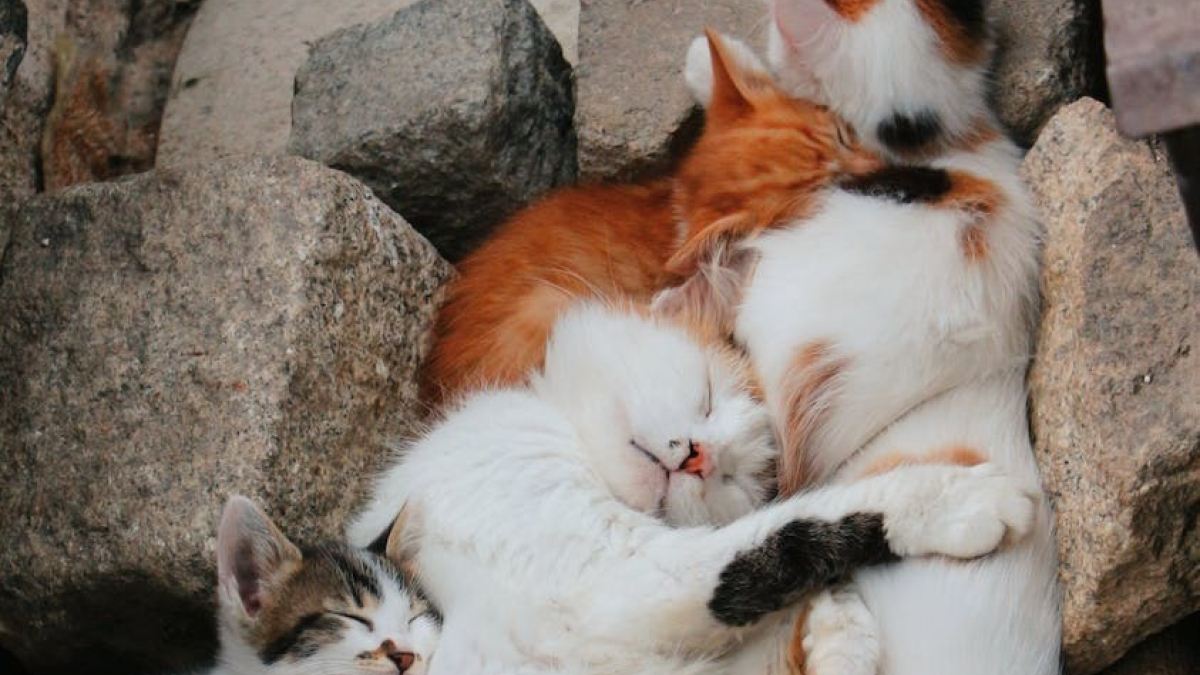 Illustration : "Recueillie par une association, une maman chat pense reconnaître 3 chatons lorsqu'ils font leur arrivée au refuge quelques jours plus tard"