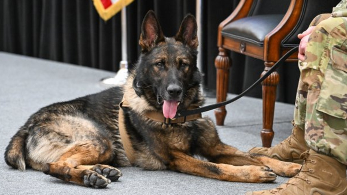 Illustration : "Cérémonie et retraite dorée bien méritées pour ce chien militaire après 8 années de bons et loyaux services"
