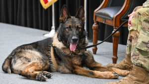 Illustration : Cérémonie et retraite dorée bien méritées pour ce chien militaire après 8 années de bons et loyaux services