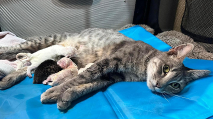 Illustration : Une chatte errante découvre la bienveillance dans les bras de celle qui s'est occupée d’elle pendant sa grossesse 