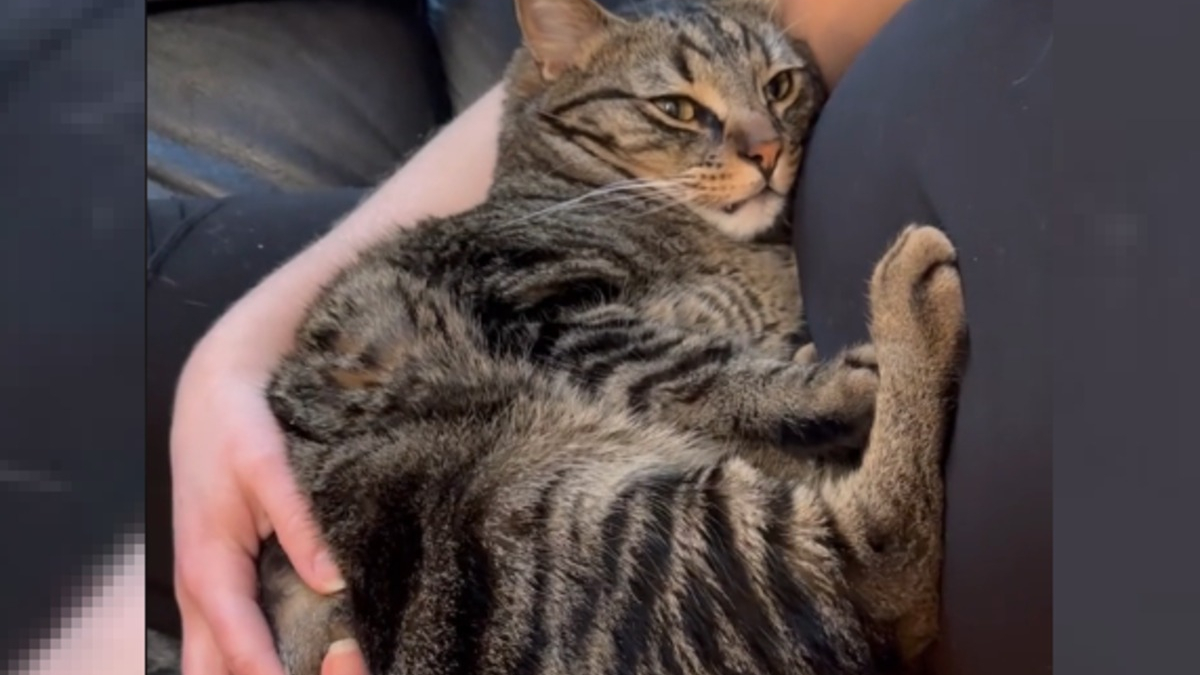 Illustration : "Ange ou démon ? Une vidéo révélant les 2 visages d'un chat sans queue amuse et attendrit les internautes"