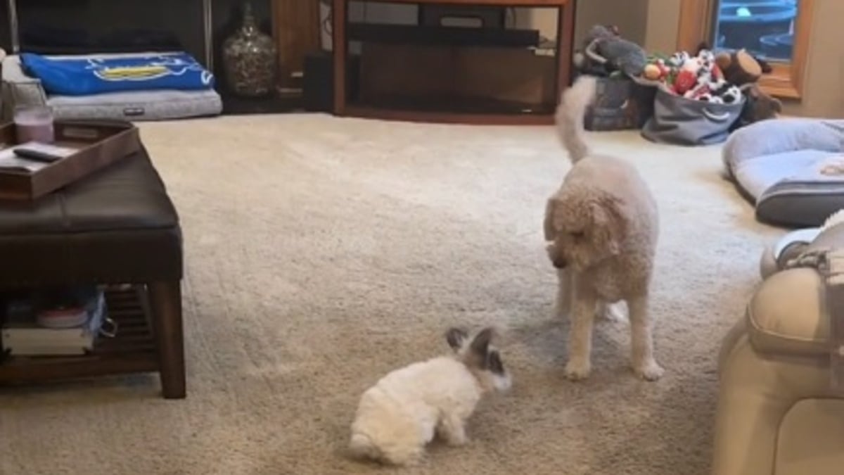 Illustration : "L'attitude touchante d'un chien envers son ami lapin qu'il croit en danger (vidéo)"