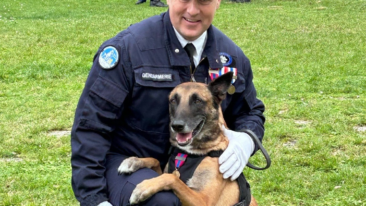 Illustration : "Une médaille pour M'Scotty, chien gendarme ayant connu l'abandon avant de sauver des vies"