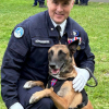 Illustration : Une médaille pour M'Scotty, chien gendarme ayant connu l'abandon avant de sauver des vies