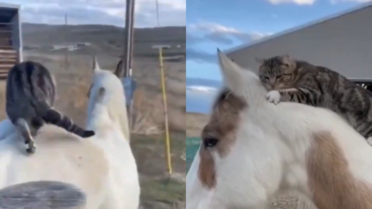 Illustration : "Ce chat attend l’arrivée de son ami cheval pour grimper sur son dos et partir en balade (vidéo)"