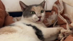 Illustration : La transformation époustouflante d'une chatte paralysée pour qui on avait suggéré de mettre fin à ses jours (vidéo)