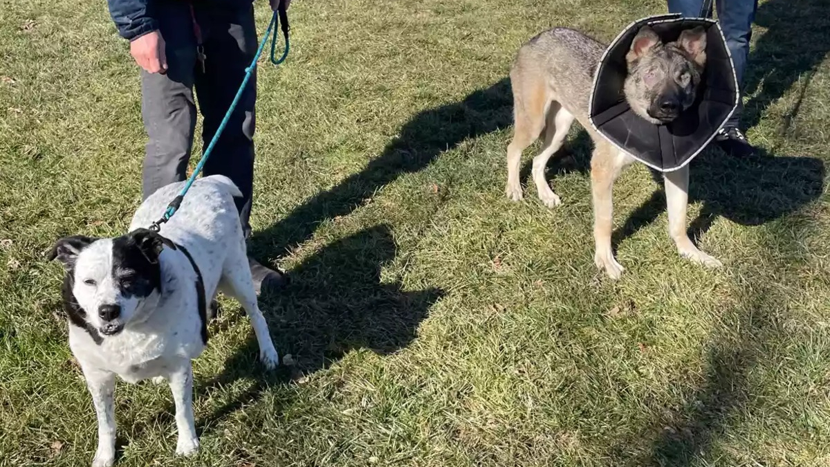 Illustration : "Le soutien indéfectible d'un chien pour son congénère aveugle l'aide à garder le moral en attendant l'adoption"