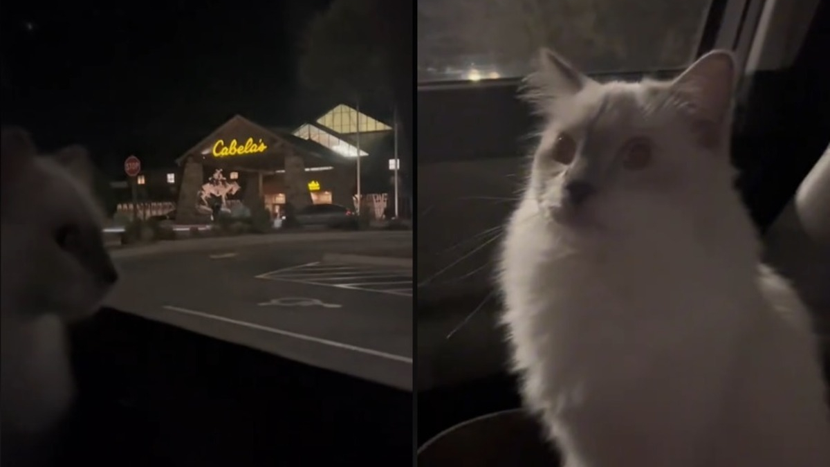 Illustration : "Un chat exprime bruyamment sa déception en constatant la fermeture de son magasin préféré (vidéo)"