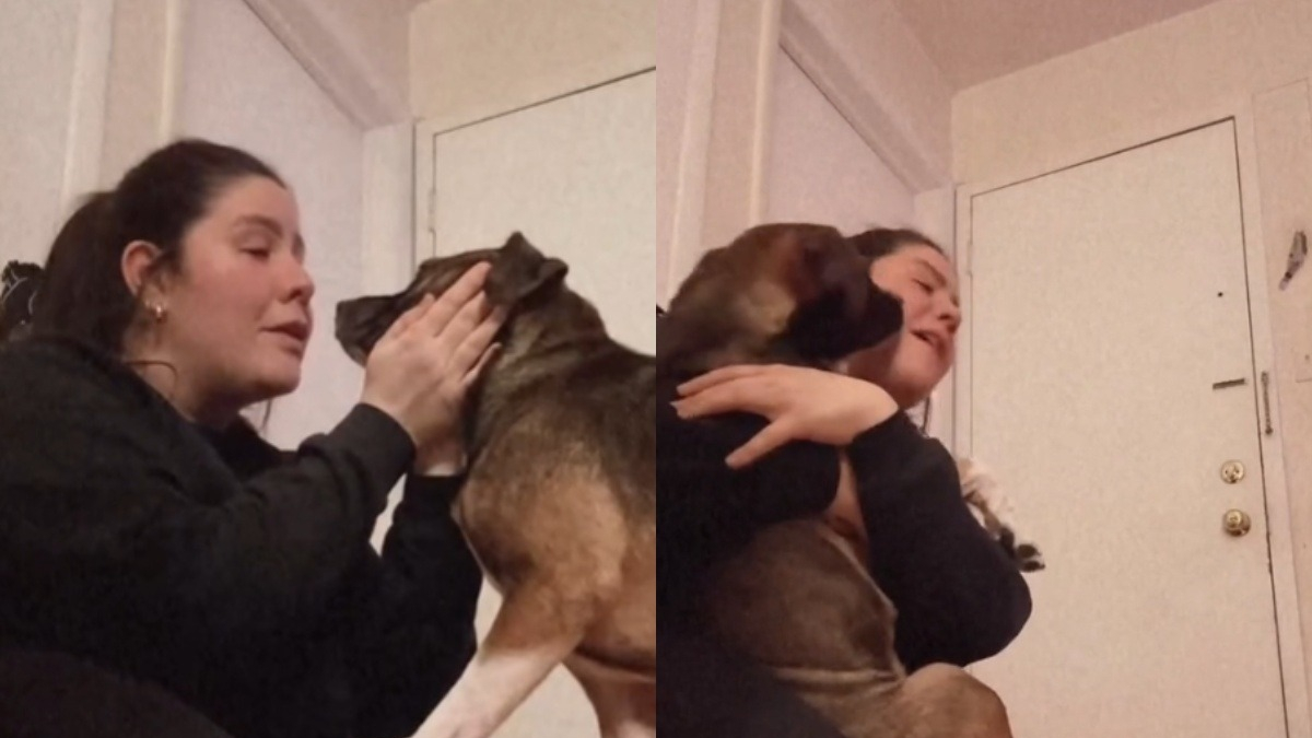 Illustration : "La vidéo touchante d'une chienne de refuge qui comprend que sa famille d'accueil a décidé de l'adopter pour toujours"