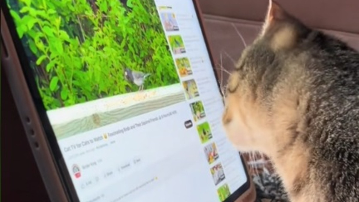 Illustration : "Une chatte décrète qu'elle n'a plus besoin de l'aide de sa maîtresse pour regarder ses vidéos préférées sur la tablette (vidéo)"