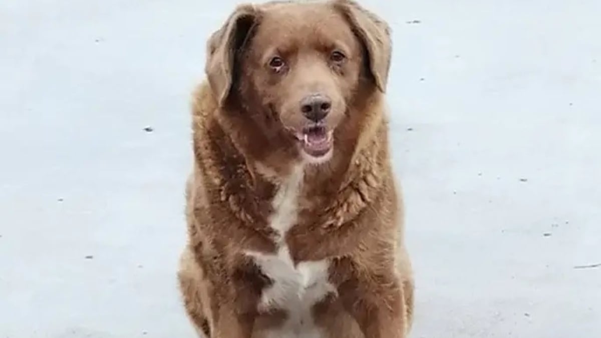 Illustration : "Bobi est officiellement déchu de son titre de plus vieux chien du monde par le Guinness World Records"