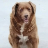 Illustration : Bobi est officiellement d&eacute;chu de son titre de plus vieux chien du monde par le Guinness World Records