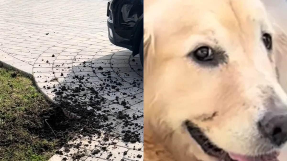 Illustration : "Cette chienne est tellement fière de sa bêtise qu’elle ne parvient pas à la cacher (vidéo)"