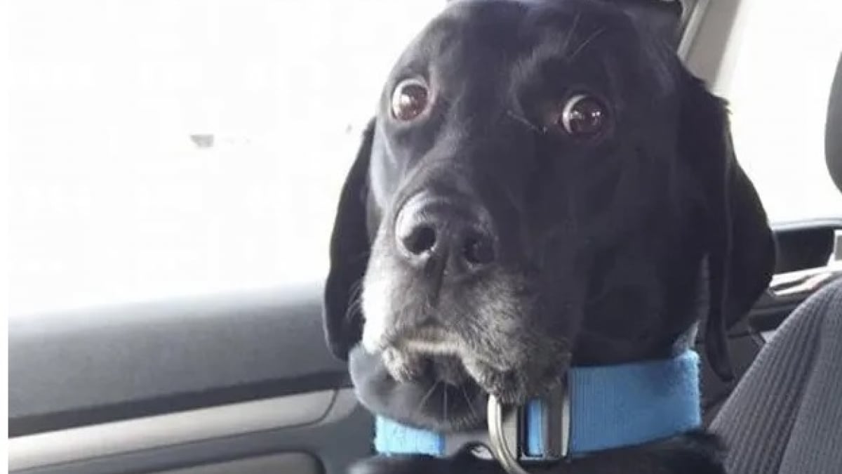 Illustration : "15 photos de chiens qui prennent conscience qu'ils sont en route pour la clinique vétérinaire"