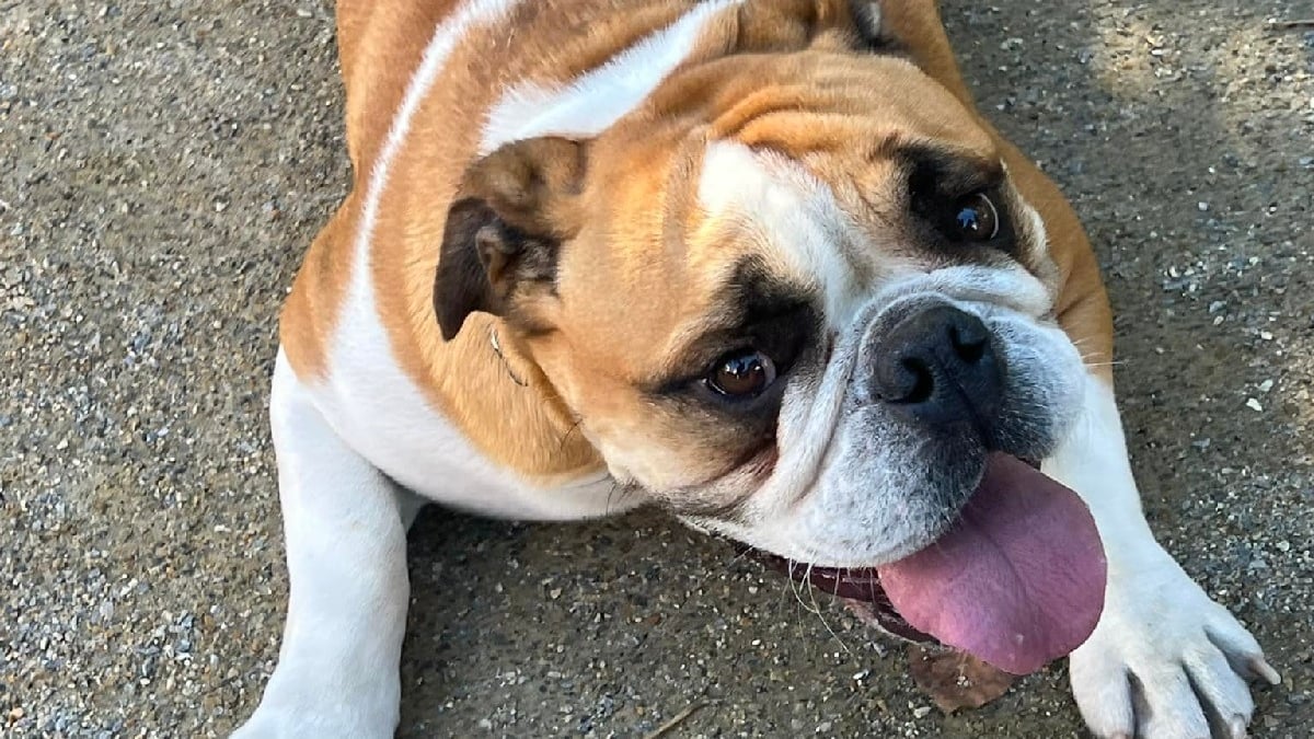 Illustration : "Un Bulldog Anglais est volé chez ses maîtres qui espèrent un heureux dénouement pour l'anniversaire de leur fils"