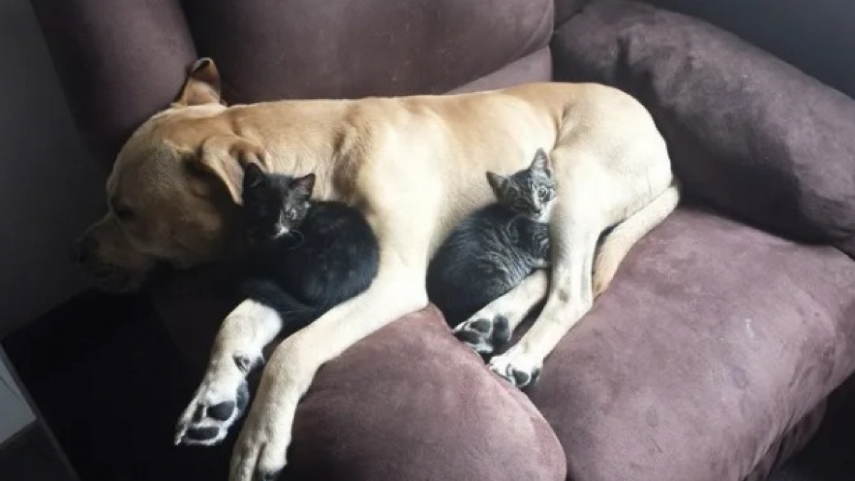 Illustration : "20 photos montrant que les siestes entre chiens et chats sont les plus mignonnes"