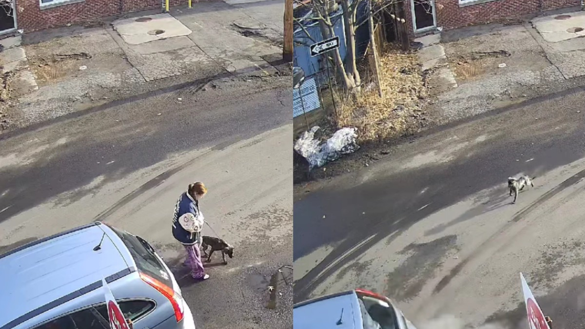 Illustration : "Une chienne abandonnée sur la route par sa maîtresse qui ignore que son acte est filmé, des agents animaliers interviennent (vidéo)"