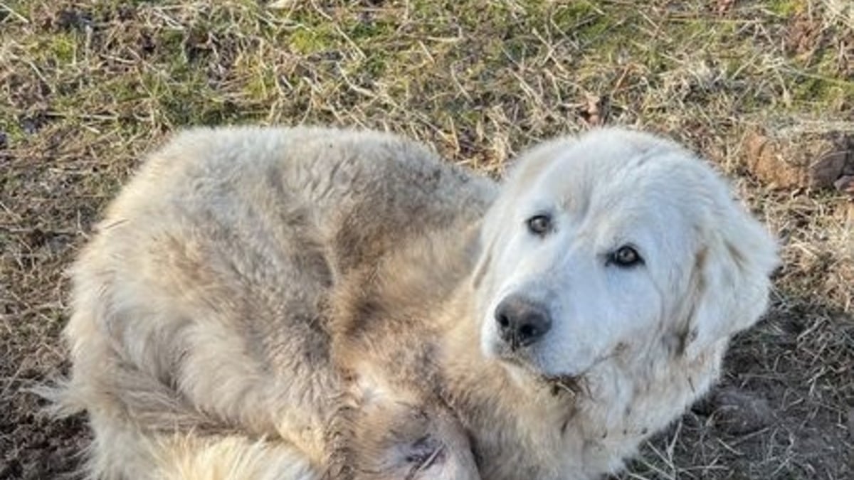 Illustration : "Victime d'un piège et blessée par balle, cette chienne courageuse espère retrouver confiance en l'humain"