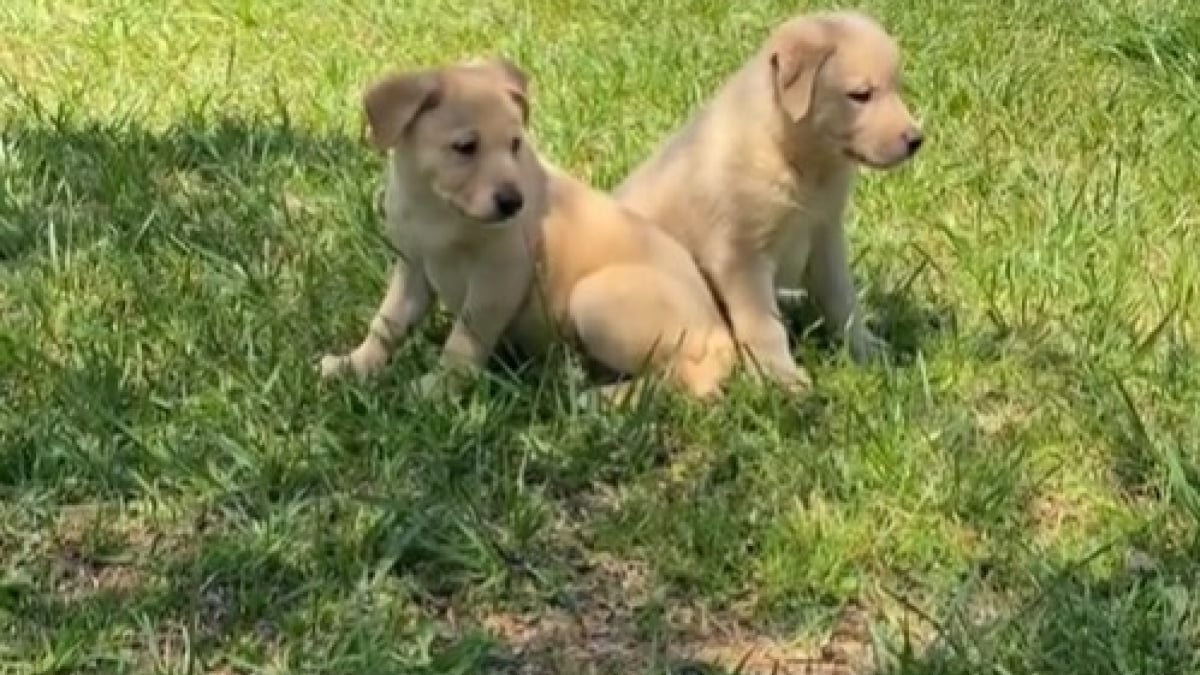 Illustration : "En simple promenade avec son chien, cette femme découvre 2 chiots abandonnés et fait bien plus que les sauver (vidéo)"