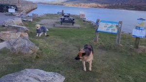 Illustration : Ce duo canin a développé un astucieux stratagème pour empêcher ses maîtres d'écourter leur journée à la plage (vidéo)