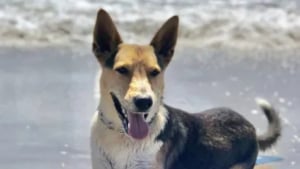 Illustration : Un homme passe une semaine dans sa voiture à sillonner la forêt dans l’espoir de retrouver son chien perdu