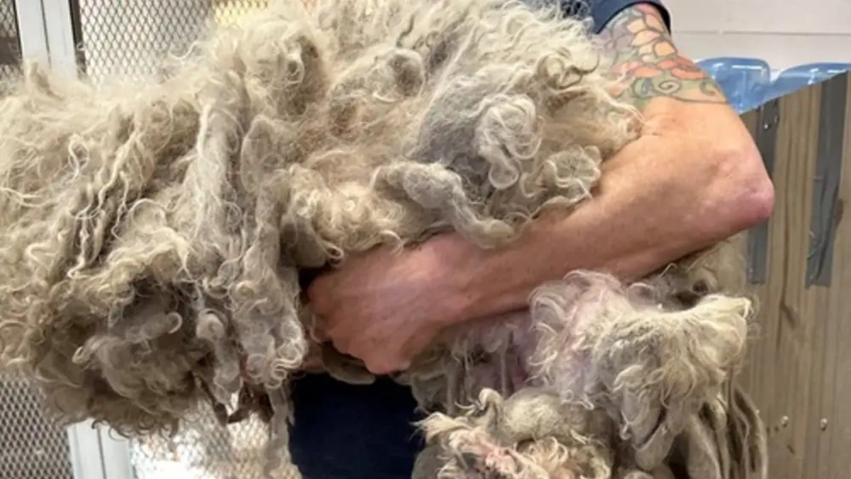 Illustration : "La transformation saisissante de ce chien négligé après lui avoir retiré 3 kilos de poils sales et emmêlés sidère ses sauveteurs"