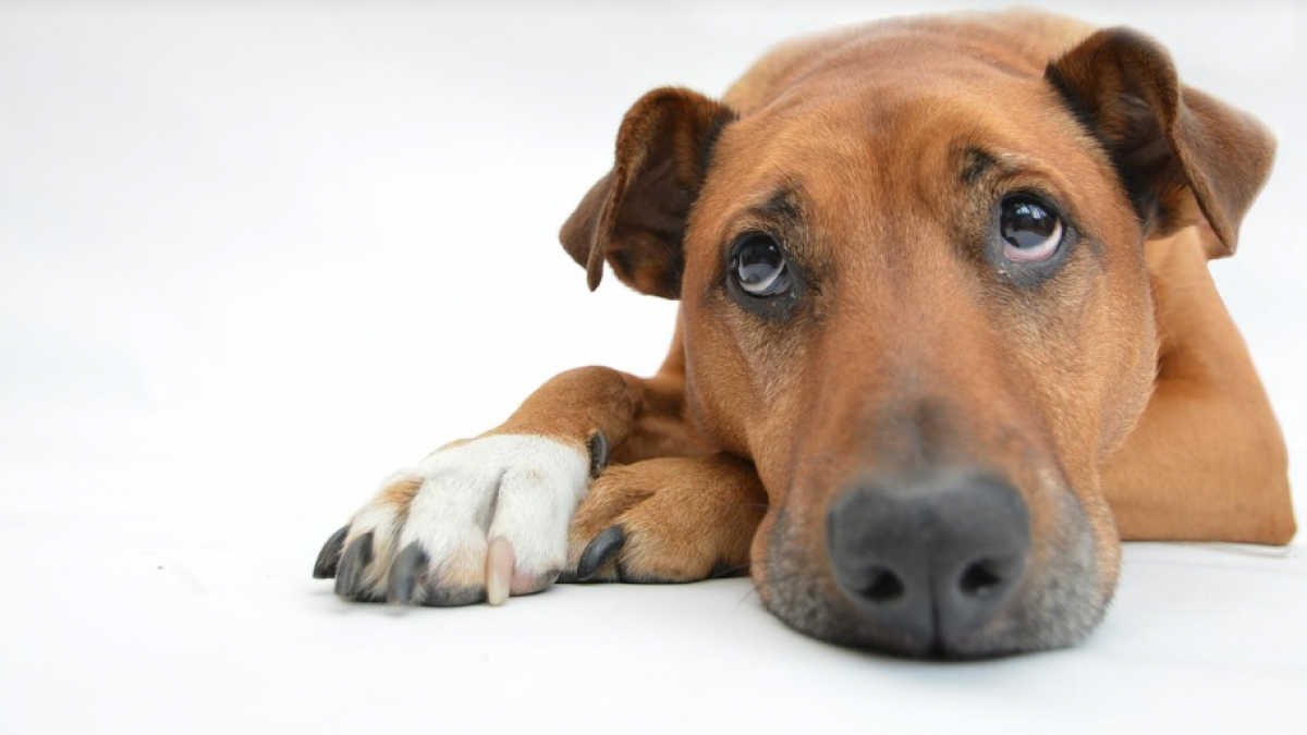 Illustration : "7 choses essentielles à connaître pour éviter que votre chien ne soit déprimé"
