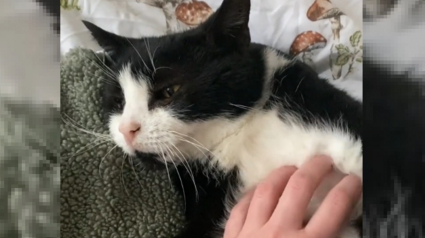 Illustration : Un chat de 19 ans endeuillé met du temps à faire confiance à sa nouvelle propriétaire dont la patience finit par être récompensée (vidéo)