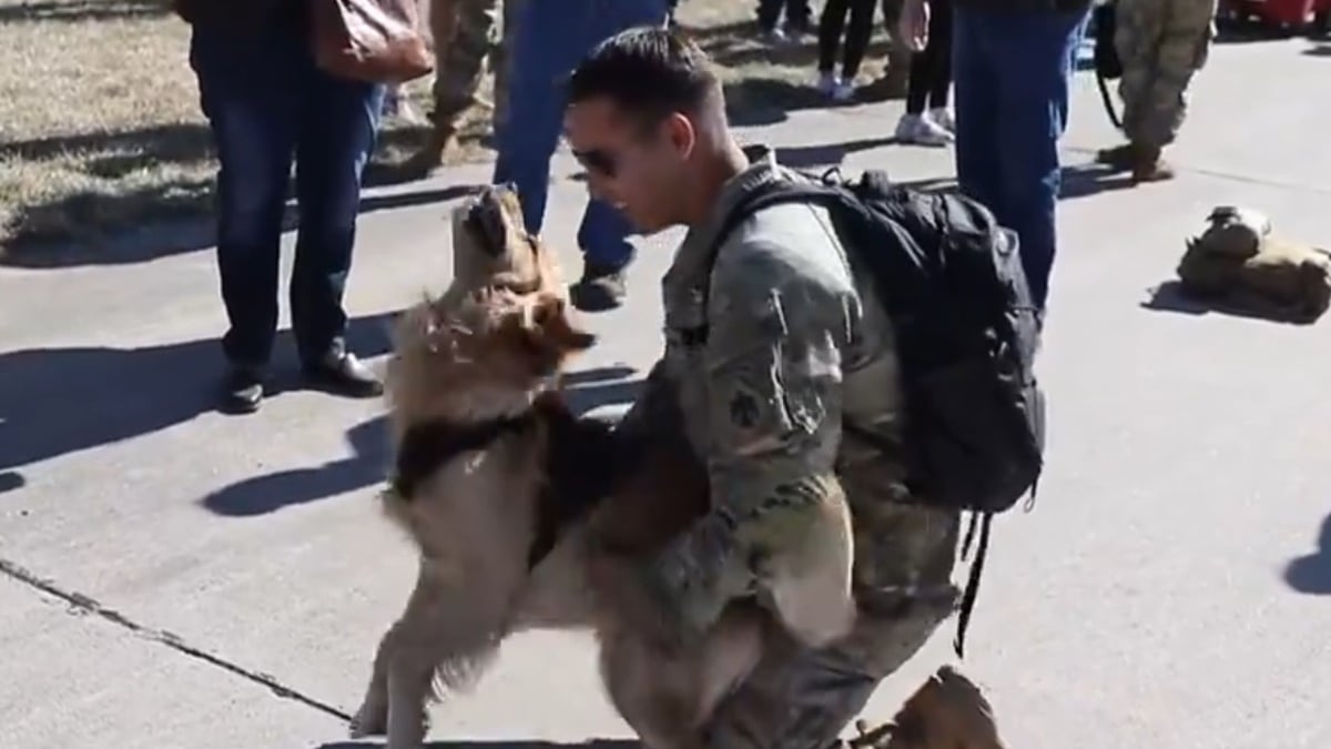 Illustration : "La joie immense d'un chien qui retrouve enfin son maître militaire après 10 mois d'absence (vidéo)"