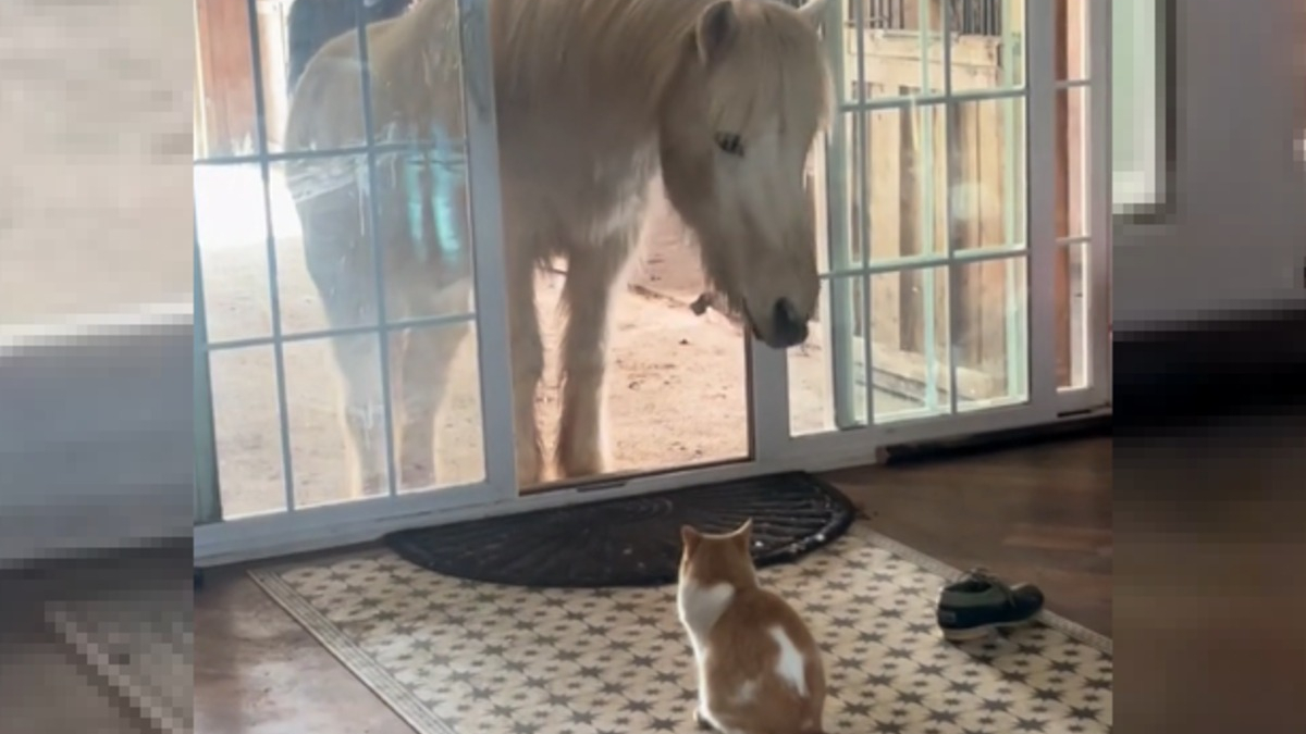 Illustration : "Un chat invite son ami cheval à la maison puis décide que ce n'est plus son problème, mais celui de sa maîtresse (vidéo)"