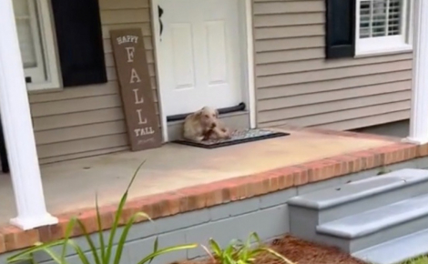 Abandonné à 2 reprises, ce chien suit son instinct et choisit lui-même sa maison 