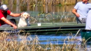 Illustration : Un chien en fugue et pris au piège dans un lac se remet à espérer à l'arrivée d'une famille en promenade
