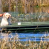 Illustration : Un chien en fugue et pris au piège dans un lac se remet à espérer à l'arrivée d'une famille en promenade