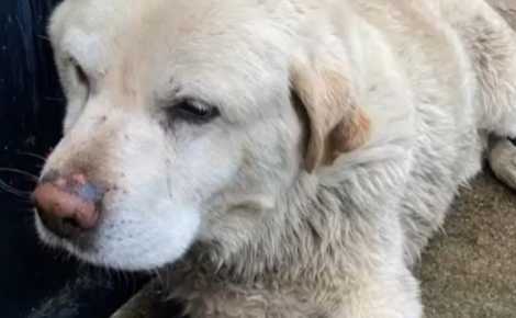 Leur chien de 10 ans réapparaît après 3 ans de disparition, mais ils ne veulent plus de lui et le laissent au refuge