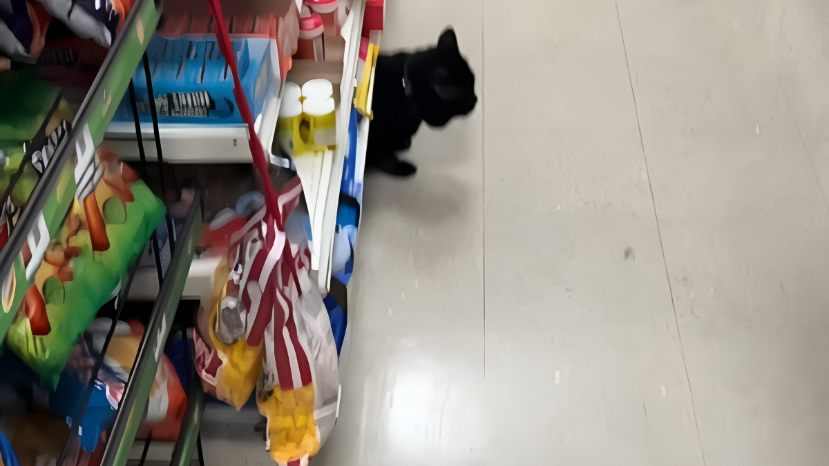 Illustration : "Un homme laisse son chat à la maison pour aller faire les courses et fait face à une scène déconcertante lors de son arrivée au magasin (vidéo)"