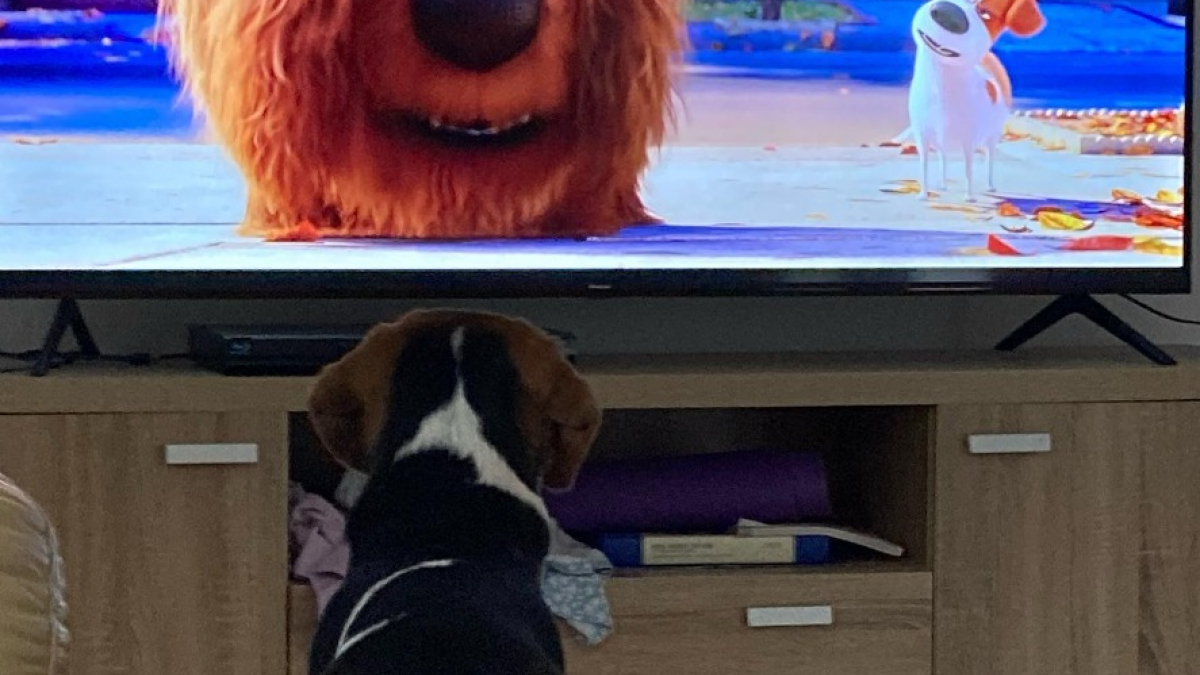 Illustration : "Ce Beagle fait fondre les cœurs lorsqu’il regarde son dessin animé préféré (vidéo)"