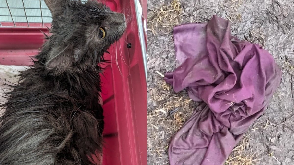 Illustration : "Un chat abandonné dans une taie d’oreiller sur le bord de la route met dans l'embarras la passante qui lui vient en aide"